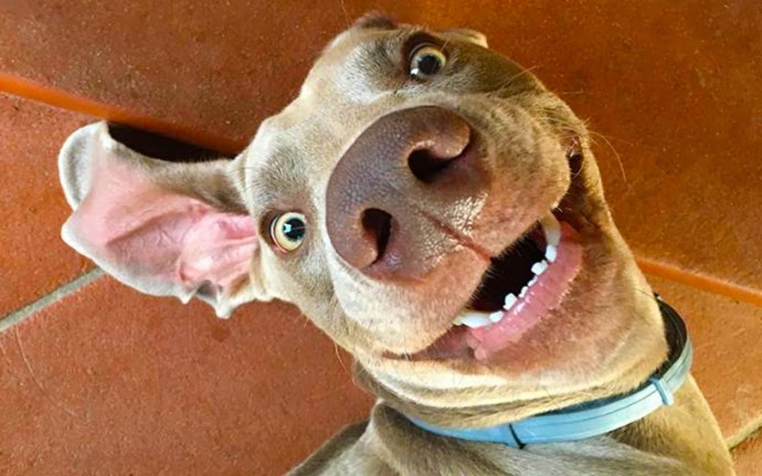TRY NOT TO LAUGH while watching these Funny Dogs – Best FUNNY DOG Videos😝