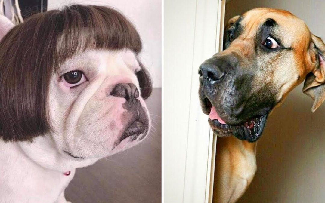 Best Of 2021 – Top FUNNY DOG Videos – TRY NOT TO LAUGH🤣🤣🤣
