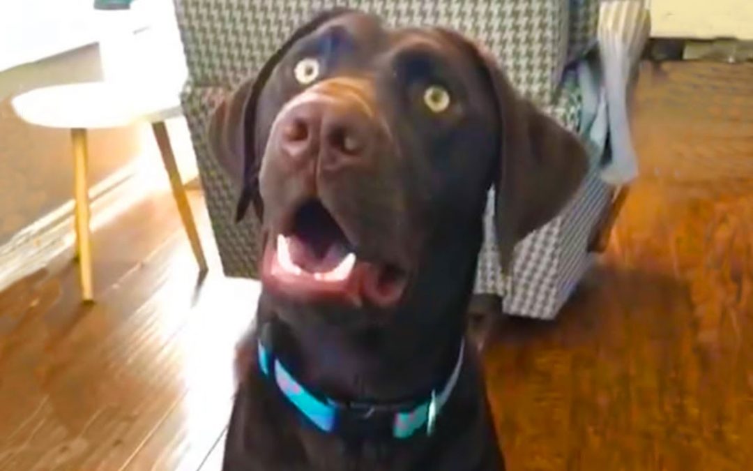 🤣Funny Dog Videos 2021🤣 🐶 TRY NOT TO LAUGH with Dog’s Life