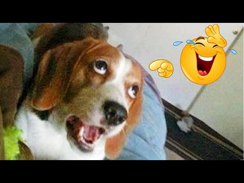FUNNY DOG Videos That Will Cure Your Bad Day – 🤣 LAUGH at FUNNY DOGS compilation