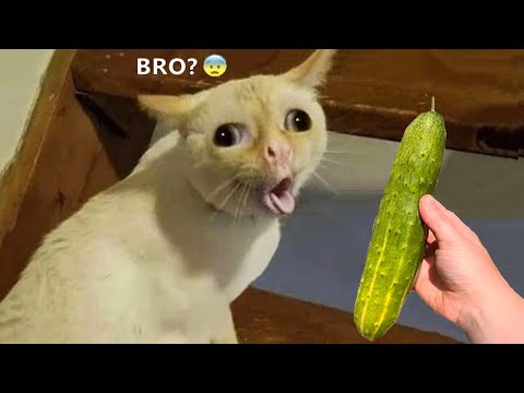 Funniest Animals – Best Of The 2021 Funny Animal Videos #65