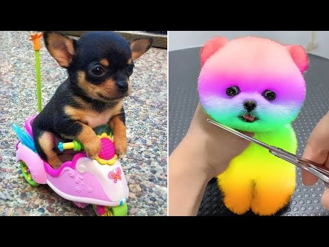 Baby Dogs 🔴 Cute and Funny Dog Videos Compilation #16 | 30 Minutes of Funny Puppy Videos 2021