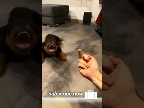 Rottweiler dog funny video ❤️