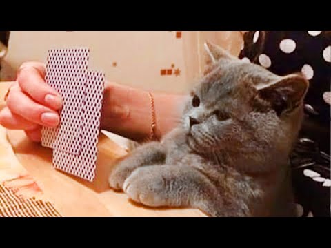 Pets Are Weird..Here Is a Proof – Awesome Funny Pet Animals Videos 😇