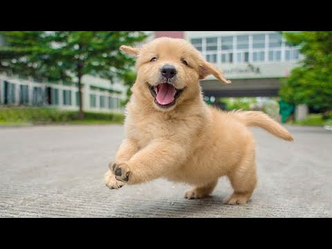 Funniest & Cutest Golden Retriever Puppies – 30 Minutes of Funny Puppy Videos 2021 #12