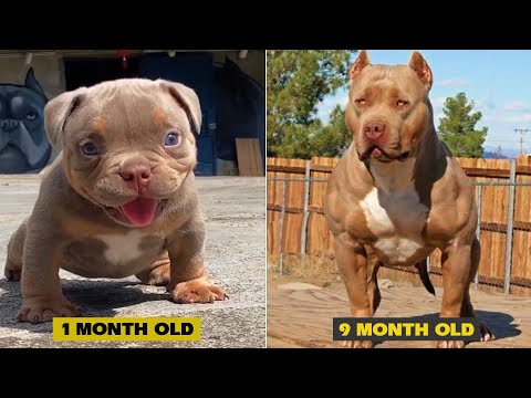 Unbelievable!!! Funny Dog Videos Try Not To Laugh 🦴🐕🐶✔️9