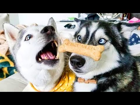 Unbelievable!!! Funny Dog Videos Try Not To Laugh