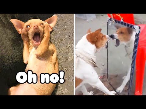 Unbelievable!!! Funny Dog Videos Try Not To Laugh 🦴🐕🐶✔️6