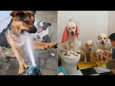 Unbelievable!!! Funny Dog Videos Try Not To Laugh 🦴🐕🐶✔️3