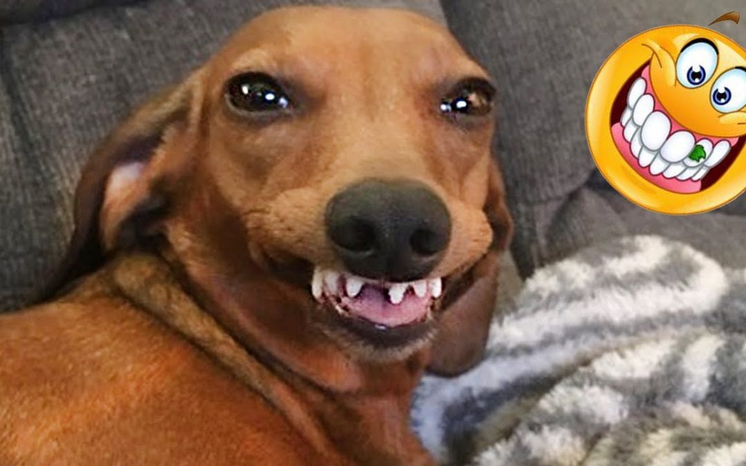 Wanna LAUGH? Watch the BEST FUNNY DOG Videos of the YEAR