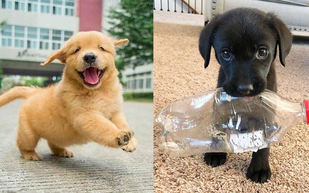 Baby Dogs 🔴 Cute and Funny Dog Videos Compilation #20 | 30 Minutes of Funny Puppy Videos 2021