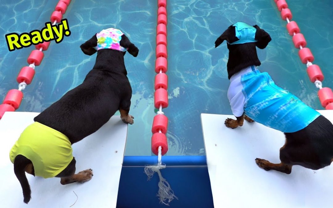 The Wienerlympics! – Cute & Funny Wiener Dog Video!