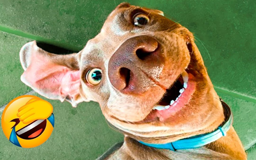Funniest Dogs And Cats Videos – Best Funny Animal Videos 2021  🤣