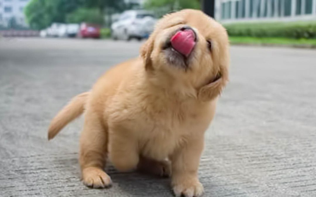 Funniest & Cutest Golden Retriever Puppies – 30 Minutes of Funny Puppy Videos 2021 #11