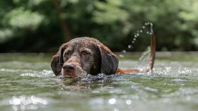 Need Help Training Your Dog? Here Are Some Tips!