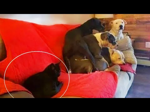 Funny Dog and Cat videos that Make Me Laugh Uncontrollably 😂