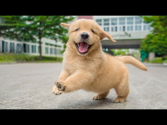 Funniest & Cutest Golden Retriever Puppies – 30 Minutes of Funny Puppy Videos 2021 #12