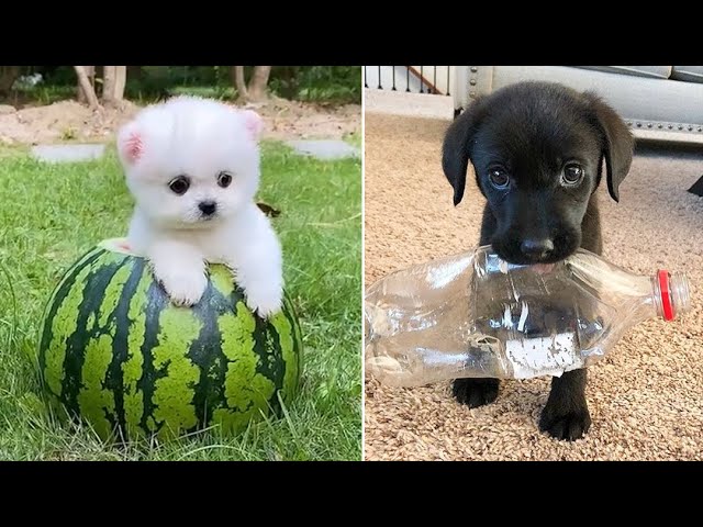 Baby Dogs 🔴 Cute and Funny Dog Videos Compilation #21 | 30 Minutes of Funny Puppy Videos 2021