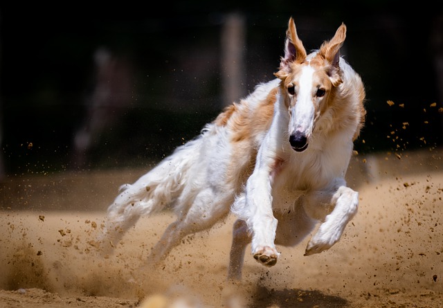 Well-Trained Dogs Are Happy Dogs And Good Citizens