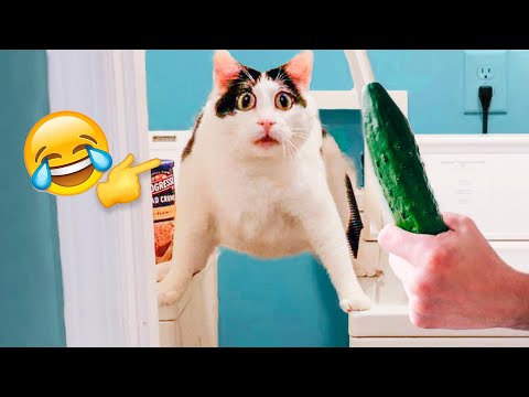 Funniest Cats And Dogs Videos – Best Funny Animal Videos 🤣