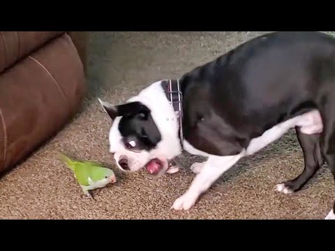 TRY NOT TO LAUGH WATCHING FUNNY DOG FAILS VIDEOS 2021 – Daily Dose of Laughter!