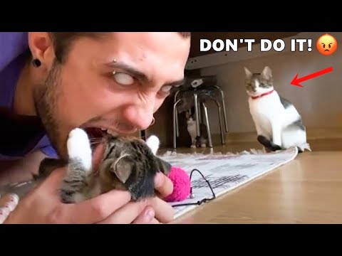 Funniest Animals – Best Of The 2021 Funny Animal Videos #81