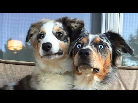Funny Dogs Doing Cute Things 🤣   Funny Animal Reactions