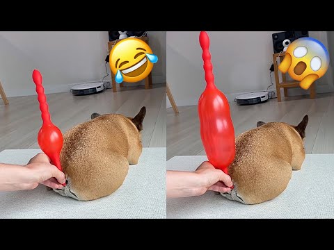 TRY NOT TO LAUGH WATCHING FUNNY DOG FAILS VIDEOS 2021 #2 – Daily Dose of Laughter!