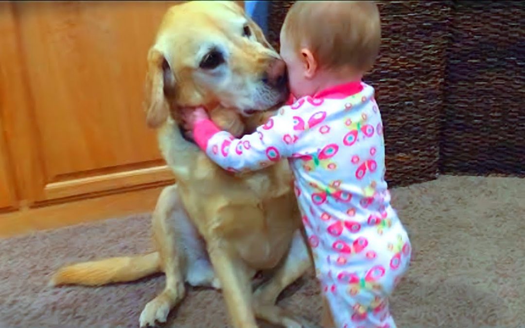 Cute Babies Playing With Dogs Compilation | Funny Baby And Pets
