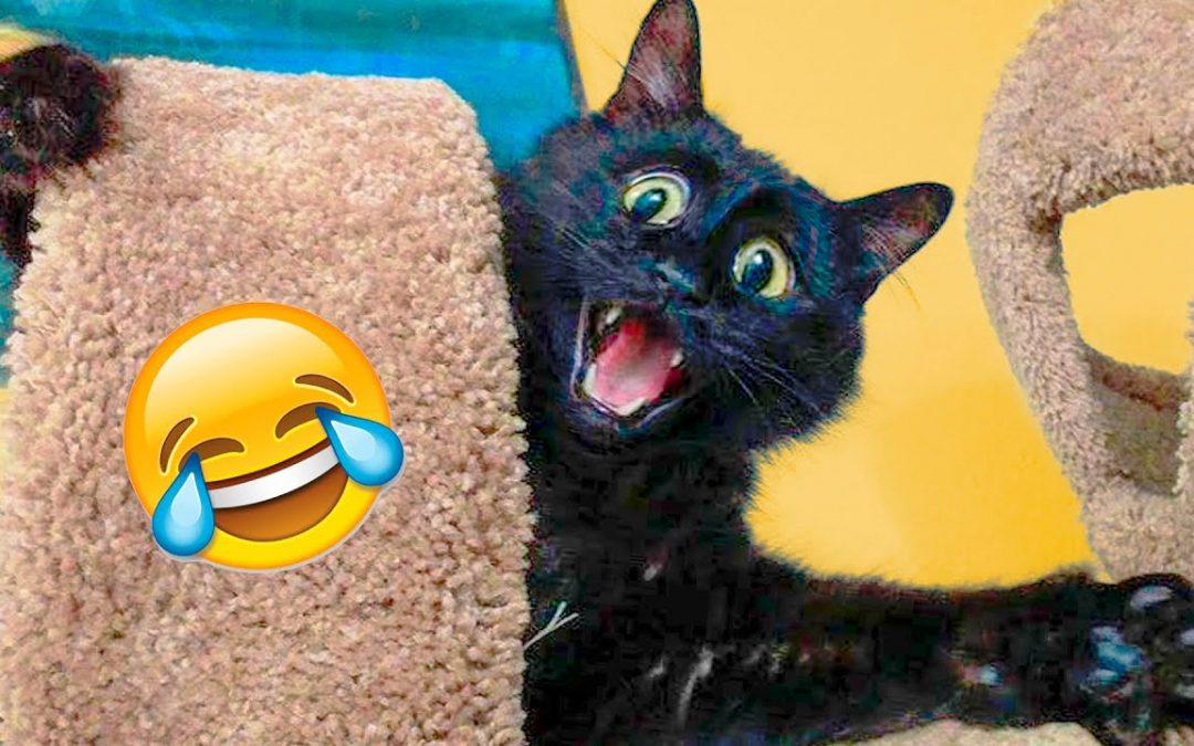 Funny Cats And Dogs Videos – Funniest Animal Videos 2021 🤣