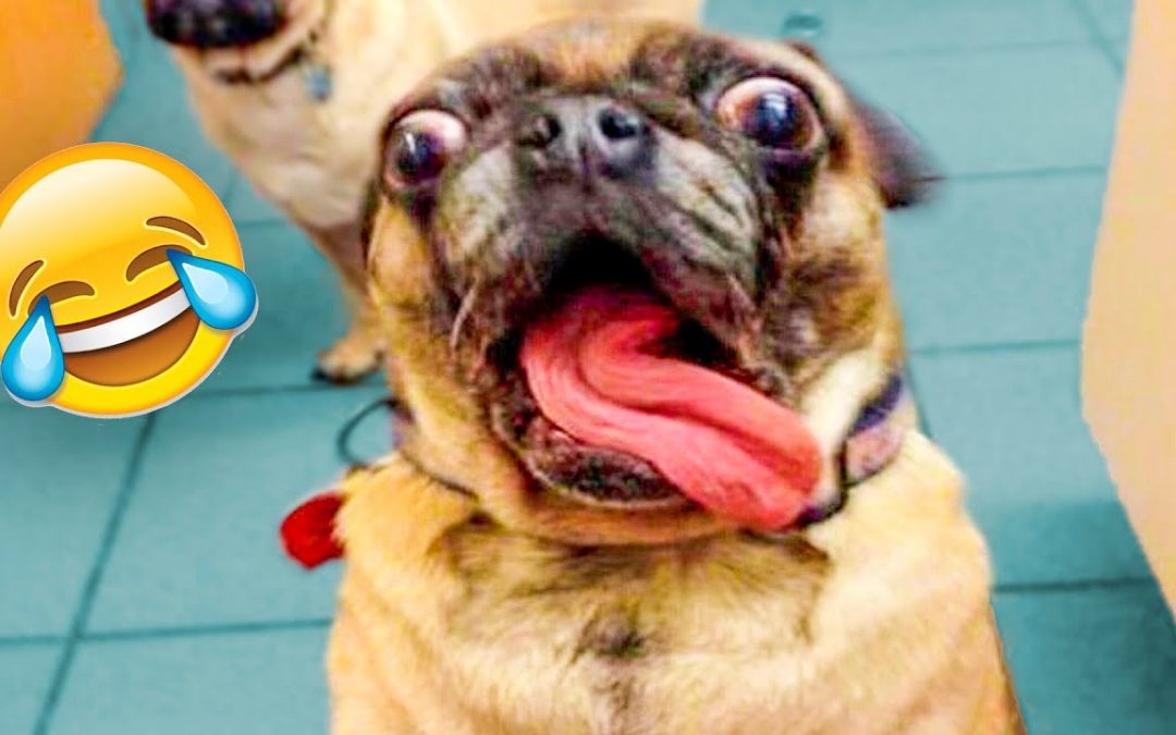 Funniest Dogs And Cats Videos – Best Funny Animal Videos of the 2021 😃