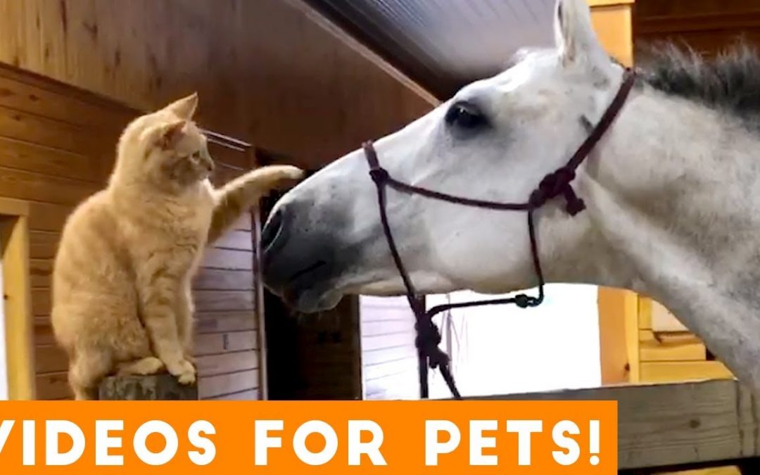 Funniest Videos for Pets to Watch Compilation | Funny Pet Videos