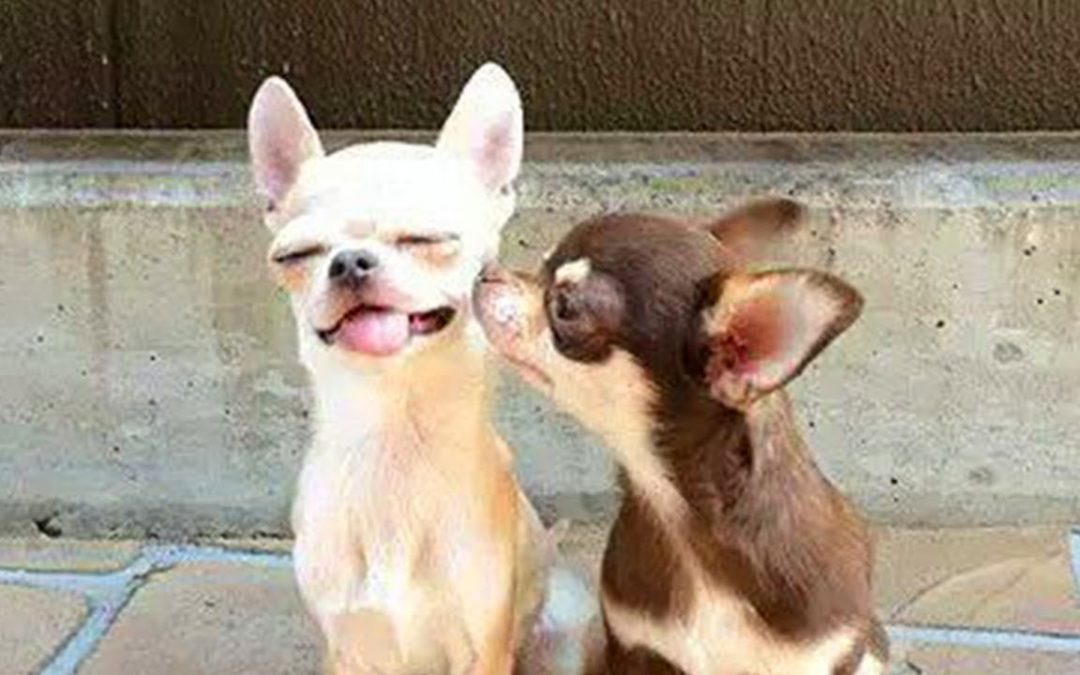 The funniest and most hilarious DOG videos – Funny animal compilation