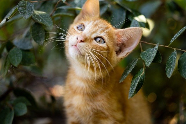 Need Some Cat-Care Tips? Check Out This Article!
