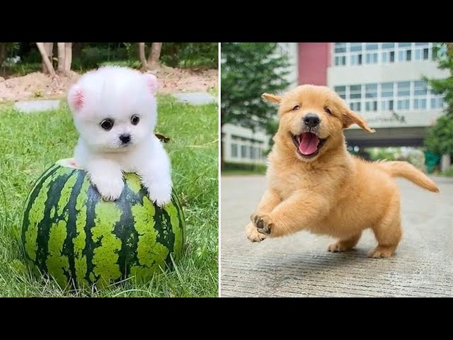 Baby Dogs 🔴 Cute and Funny Dog Videos Compilation #24 | 30 Minutes of Funny Puppy Videos 2021
