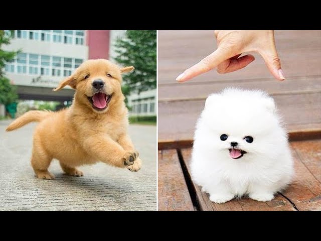 Baby Dogs 🔴 Cute and Funny Dog Videos Compilation #23 | 30 Minutes of Funny Puppy Videos 2021