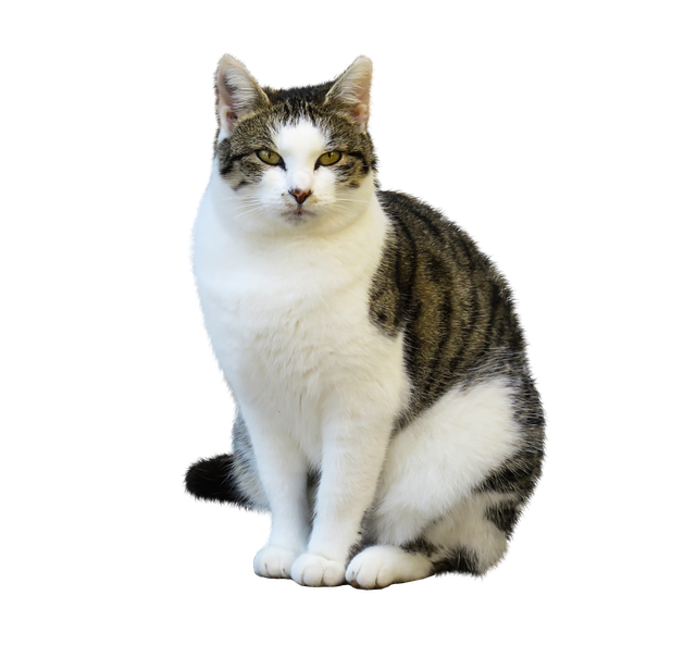 The Article That Will Help Give You The Basic Answers About Cats You Need