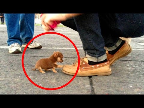 Chihuahua Is A Savage – Funny Chihuahua Videos | Funny Animal Reactions