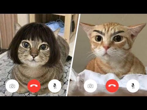 More Funny Animal Videos that Will 100% Make You Laugh 😂