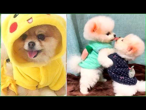 Funny and Cute Dog Pomeranian 😍🐶| Funny Puppy Videos #110
