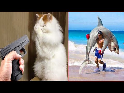 Funniest Animals | Funny Dog And Cat | Funny Animals Video #22
