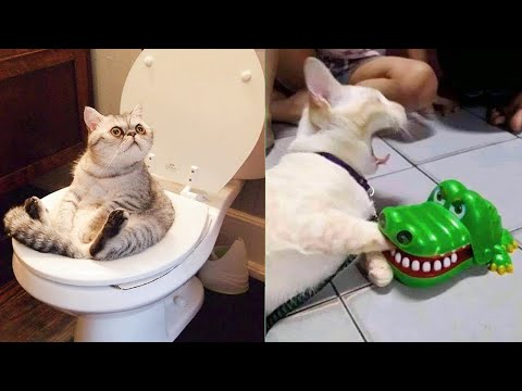 Funniest Animals | Funny Dog And Cat | Funny Animals Video #23