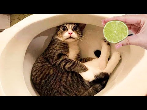 Funniest Cat Videos That Will Make You Laugh #33 – Funny Cats and Dogs Videos