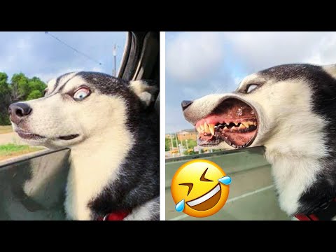 Funny Dogs Doing Cute Things 🤣 –  Funny Cats 😹 And Dogs 🐶  Reactions