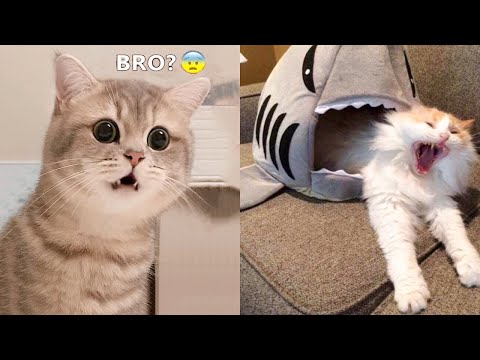 Funniest Dogs And Cats – Best Of The 2021 Funny Animal Videos #5