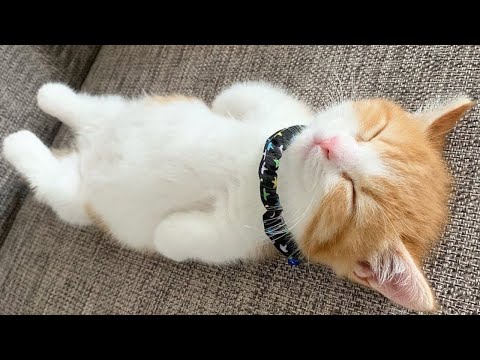Funniest Cat Videos That Will Make You Laugh #36 – Funny Cats and Dogs Videos