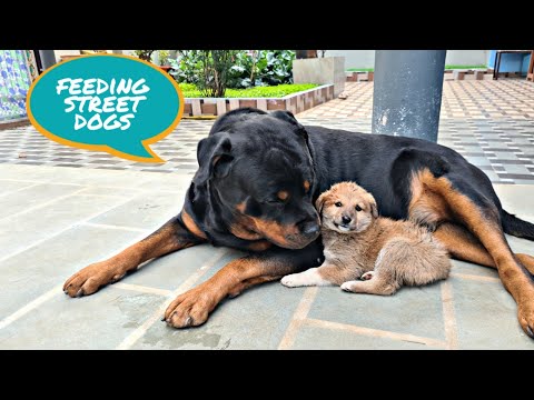 feeding street dogs | jerry helping street dogs | dog rescue video | funny dog videos |