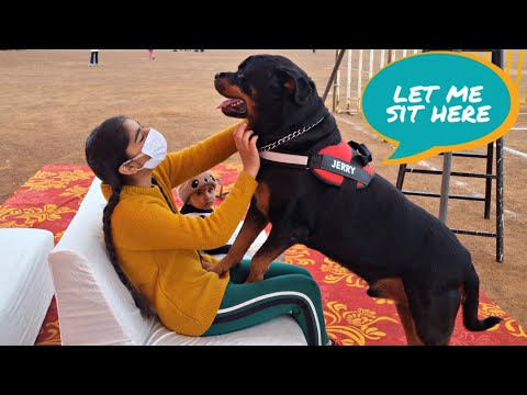my dog wants his flag back | republic day the rott video | funny dog video