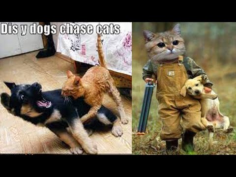 Funniest Animals | Funny Dog And Cat | Funny Animals Video #52
