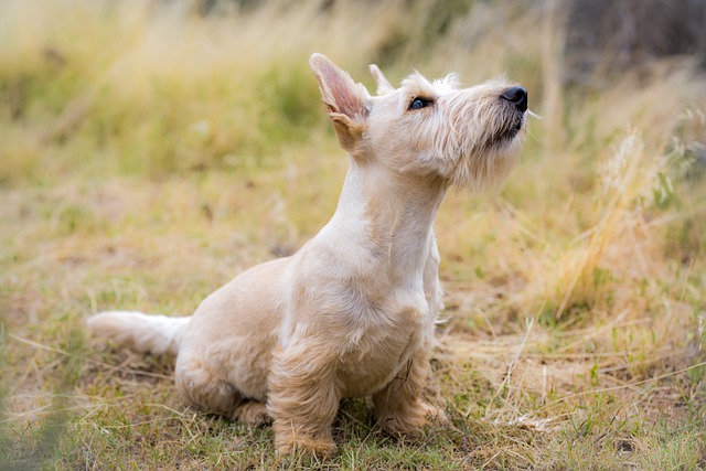 Everything You Need To Know About Effective Canine Training